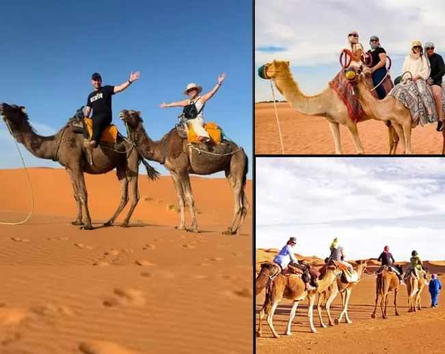 Camel Experience