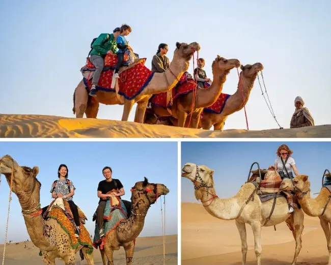 Camel Safari